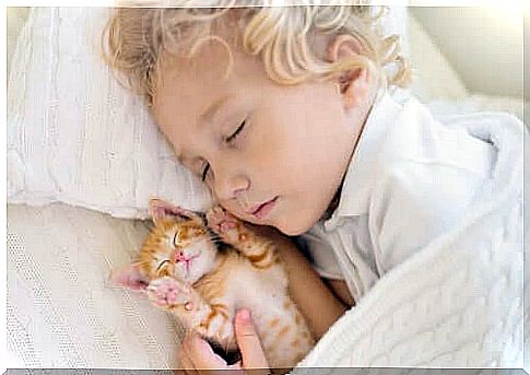 Blond child sleeping together with a cat.